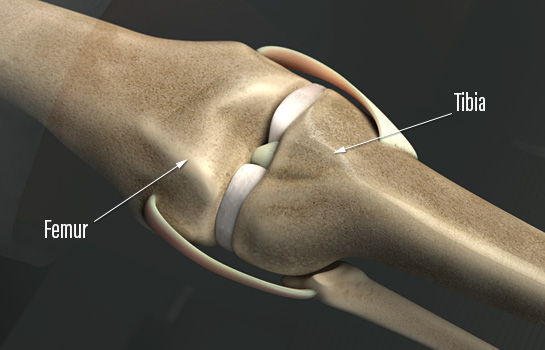 Knee with Femur and Tibia
